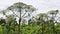 A huge jungles of poisinous toxic dangerous hogweed, cow parsnip Heracleum Sosnowskyi on summer day