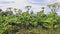 A huge jungles of poisinous toxic dangerous hogweed, cow parsnip Heracleum Sosnowskyi on summer day