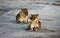 Huge Kalahari Lions