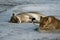 Huge Kalahari Lions