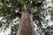 Huge Kauri tree in New Zealand forest