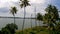 Huge lake in a forest with palm trees