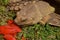 Huge land tortoise or turtle eats the red petals a flower