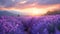 Huge lavender field