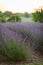 huge lavender field of beautiful flowers in Ukraine