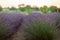 huge lavender field of beautiful flowers in Ukraine