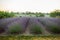 huge lavender field of beautiful flowers in Ukraine