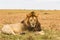 A huge lazy lion is resting on a hill. Masai Mara, Africa