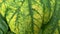 A huge leaf of poisonous toxic hogweed, cow parsnip Heracleum Sosnowskyi with yellow spots treated with herbicides in order to