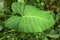 Huge leaf of tropical plant Colocasia Esculenta with drops of water formed after rain on leaf area. Sunlit Elephant Ear plant,