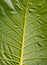 A huge leaf of an unusual exotic plant. Phuket.