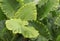 Huge Leaves of Tropical Rainforest Plant