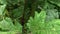 A huge leaves and umbrellas of poisonous toxic hogweed, cow parsnip Heracleum Sosnowskyi close up