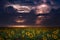 Huge lightnings in dark stormy sky, climate change and weather forecast concept, wide field of yellow blooming sunflowers