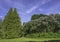 Huge lilac hedge and tall thuja shrubs in a sunny park