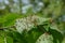 Huge lime nail gall on leaf