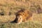 The huge lion is asleep. Masai Mara, Kenya