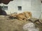 Huge lion having a nap at Toronto zoo