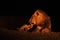 The huge lion male Panthera leo in dark night.