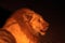 The huge lion male Panthera leo in dark night.