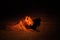 A huge Lion male Panthera leo lying in dark night up to close