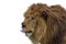 A huge lion Panthera leo with a shaggy mane licks its lips. The lion is a species in the family Felidae. Typically, the lion