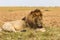 A huge lion resting on a hill. Savanna of Masai Mara, Kenya