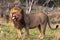 A huge lion in the savannah. Masai Mara. Africa