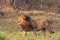 A huge lion in the savannah. The owner of the savannah. Kenya