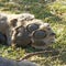 Huge Lions Paw resting on the African plains