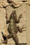A huge lizard stands on a wall