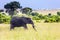 Huge lonely elephant grazes in the savannah