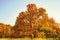 Huge lonely oak tree with yellow leaves in the park in autumn