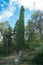 Huge long Cupressus.