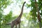 Huge long necked sauropod brachiosaurus grazing in height trees