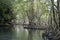 Huge los haitises mangrove forest