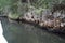 Huge los haitises mangrove forest