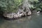 Huge los haitises mangrove forest