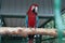 Huge macaw parrot