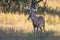 Huge main frame ten point whitetail buck