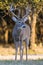 Huge main frame whitetail buck in portrait view