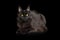 Huge Maine Coon Cat Isolated on Black Background