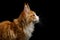 Huge Maine Coon Cat Isolated on Black Background