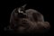 Huge Maine Coon Cat Isolated on Black Background