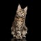 Huge Maine Coon Cat Isolated on Black Background