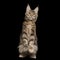 Huge Maine Coon Cat Isolated on Black Background