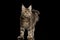 Huge Maine Coon Cat Isolated on Black Background