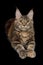 Huge Maine Coon Cat Isolated on Black Background