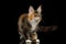 Huge Maine Coon Cat Isolated on Black Background