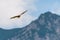 Huge majestic red kite bird flying high over mountains